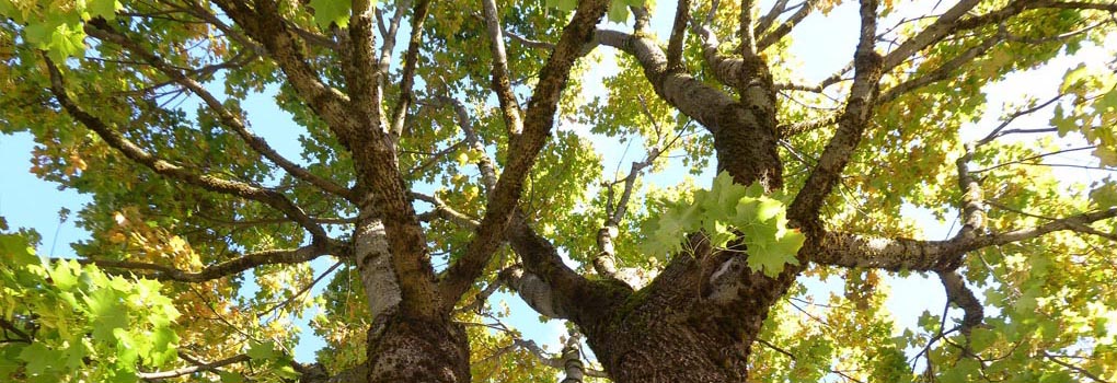 Institut für Gestaltpädagogik in Erziehung, Seelsorge und Beratung Baden Württemberg e.V. Institut für Gestaltpädagogik in Erziehung, Seelsorge und Beratung Baden Württemberg e.V.